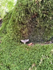 A small mushroom growing from moss at the base of a tree, partially hidden among the greenery.