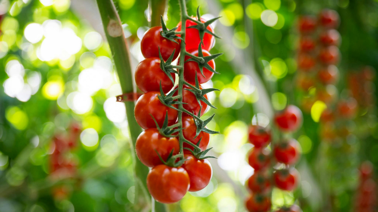 Cherry tomatoes growing on the vine in summer sunlight.