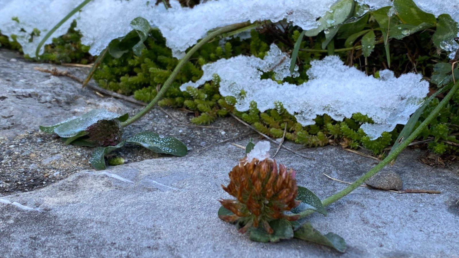 Red clover emerging beneath melting snow, illustrating resilience, adaptation and the hidden processes beneath visible change.