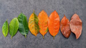 Leaves in different colours and stages of change, reflecting adaptation, individuality and the changing nature of living systems.
