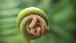 Young fern fronds unfurling, reflecting the gradual emergence of understanding over time.
